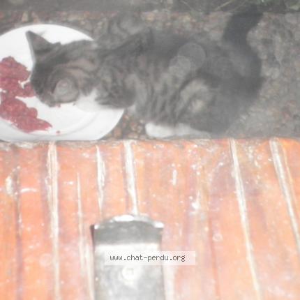 Foto 1/1 Titi Chat perdido en Pontcharra