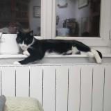 Foto del gato perdido en Deux Grosnes