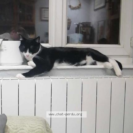 Foto 1/1 Schnappi Chat perdido en Deux grosnes