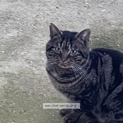 Foto 1/1 Gato encontrado Encontrado en Nanterre