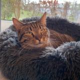 Foto del gato perdido en Poisat