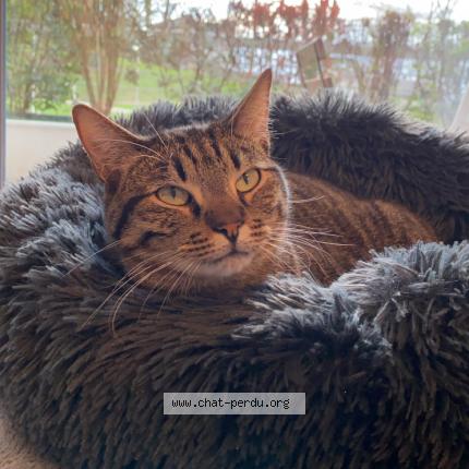 Foto 1/1 Samy Chat perdido en Poisat