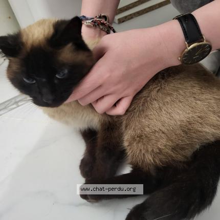 Foto 1/1 Gato encontrado Encontrado en Theix