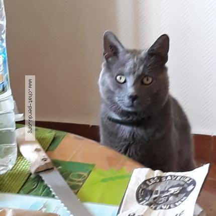 Foto 1/2 Ô Malley Chat perdido en Pont scorff