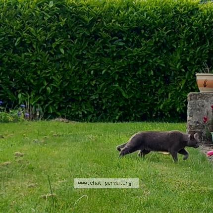 Foto 2/2 Ô Malley Chat perdido en Pont scorff