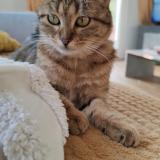 Foto del gato perdido en Fillinges