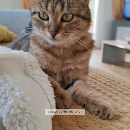 Foto 1/1 Zelda Chat perdido en Fillinges