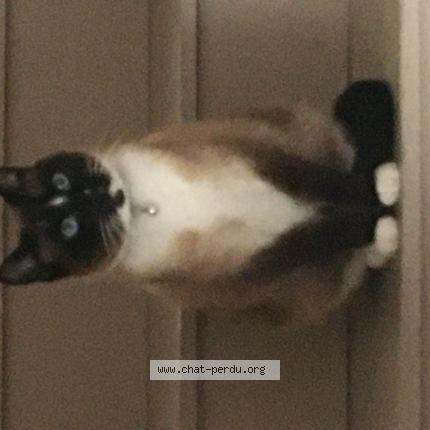 Foto 1/1 Lucky Chat perdido en Felines