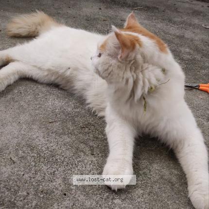 Foto 1/1 Gato encontrado Encontrado en Trivandrum