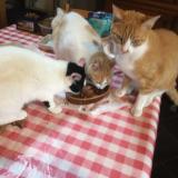 Foto del gato perdido en Scrignac