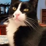 Foto del gato perdido en Eysines