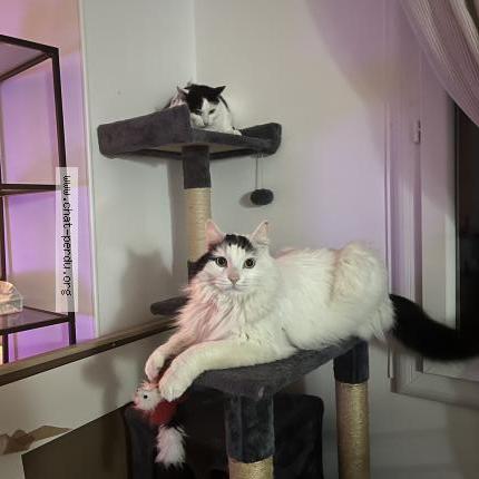 Foto 1/2 Shangai Chat perdido en Dissay