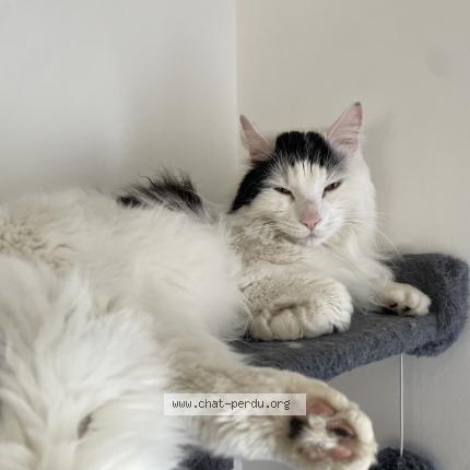 Foto 2/2 Shangai Chat perdido en Dissay