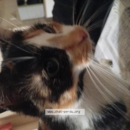 Foto 1/1 Fripouille Chat perdido en Guer