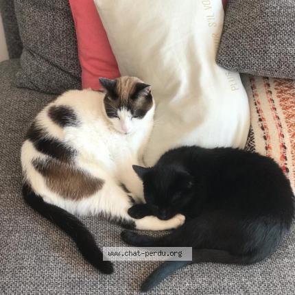 Foto 1/1 Chalimar Chat perdido en Romans sur isere