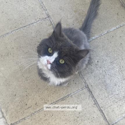 Foto 1/1 Gato encontrado Encontrado en Saint germain les corbeil