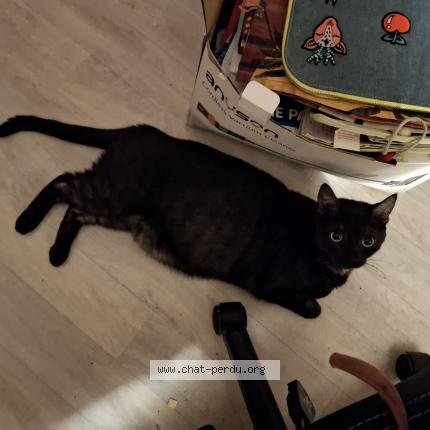 Foto 1/1 Yang Chat perdido en Saintes