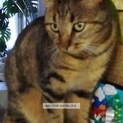 Foto 1/1 Shakti Chat perdido en Poiroux
