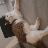 Foto del gato perdido en Haucourt