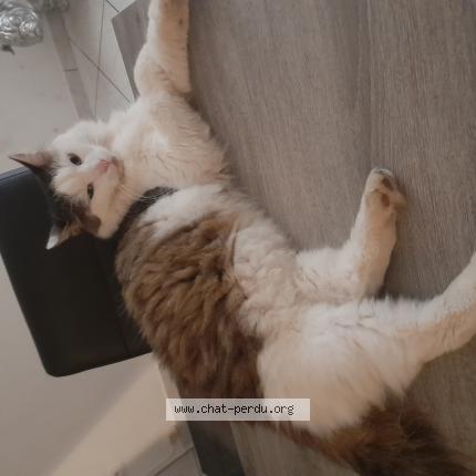 Foto 1/1 Guizmo Chat perdido en Haucourt