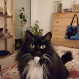 Foto del gato perdido en Saint Galmier