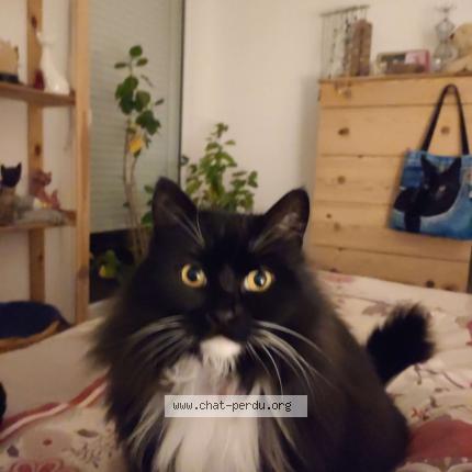 Foto 1/1 Jalna Chat perdido en Saint galmier