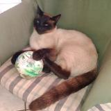 Foto del gato perdido en Beychac Et Caillau