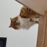 Foto del gato perdido en Crestet