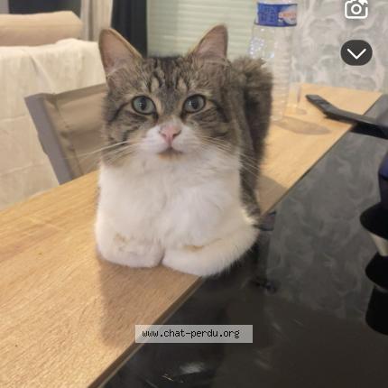 Foto 1/1 Neptune Chat perdido en Jaunay marigny