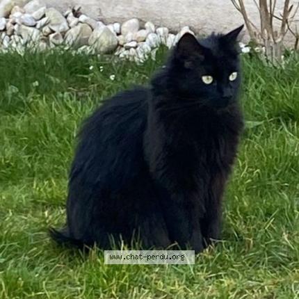 Foto 1/1 Noisette Chat perdido en Chelles