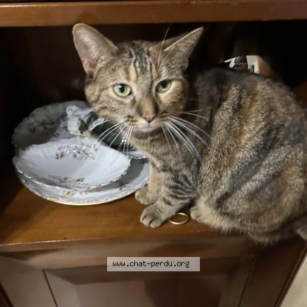 Foto 1/1 Tsuki Chat perdido en Asnieres sur seine