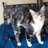 Foto del gato perdido en Aubertin