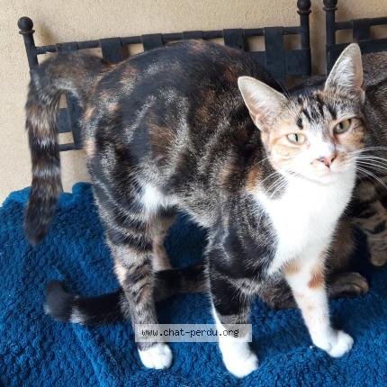 Foto 1/1 Tya Chat perdido en Aubertin