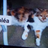 Foto del gato perdido en Vertou