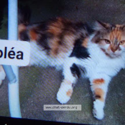 Foto 1/1 Sol&eacute;a Chat perdido en Vertou