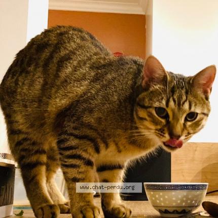 Foto 1/1 Bobby Chat perdido en Eckbolsheim