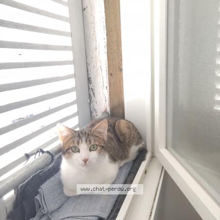 Foto 1/1 Gato encontrado Encontrado en Saint sever