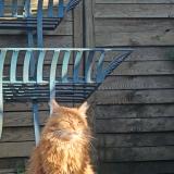 Foto del gato perdido en Berlaimont