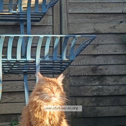 Foto 1/1 Mozart Chat perdido en Berlaimont