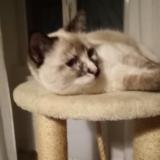 Foto del gato perdido en Chateauneuf Sur Cher