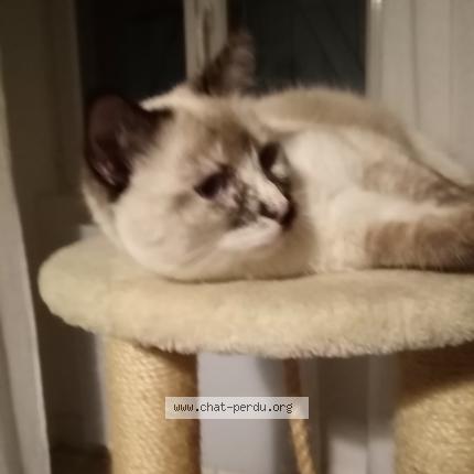 Foto 1/1 NOA Chat perdido en Chateauneuf sur cher