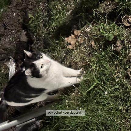 Foto 1/1 Gato encontrado Encontrado en Paris