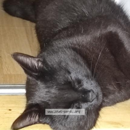 Foto 1/1 Yume Chat perdido en Tournefeuille