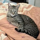 Foto del gato perdido en Noida