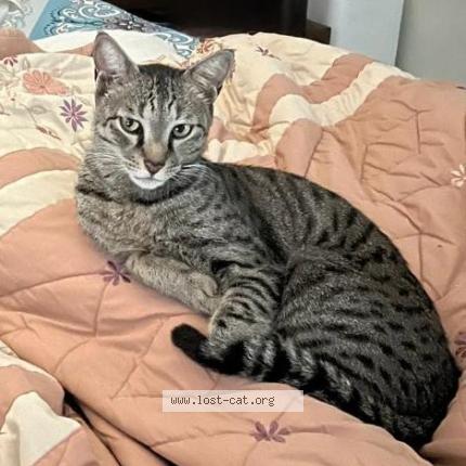 Foto 1/1 Dollar Chat perdido en Noida