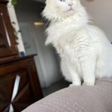 Foto del gato perdido en Le Passage