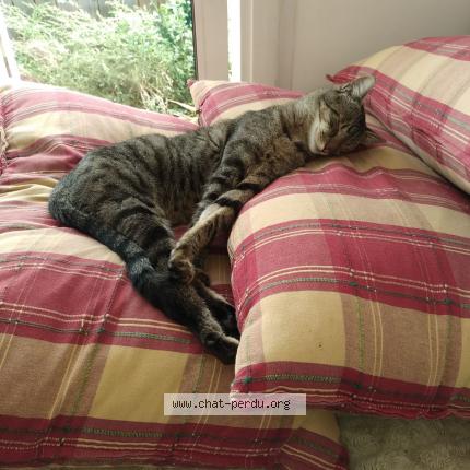 Foto 1/1 Shadok Chat perdido en La rochelle