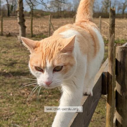 Foto 1/1 Uma Chat perdido en Saint jouan des guerets
