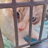 Foto del gato perdido en Aubertin