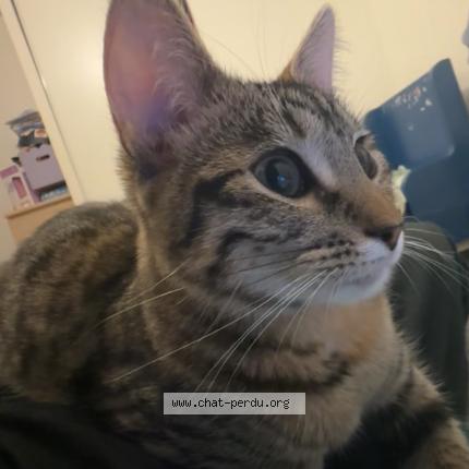 Foto 2/2 mouzmouz Chat perdido en Caen